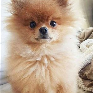 Meet your Posher, Gabrielle